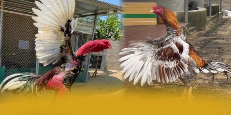 Diem khac biet cua 8XBET trong cung phan khuc